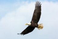 Fish and Wildlife Service simplifies incidental take permitting process for endangered eagles